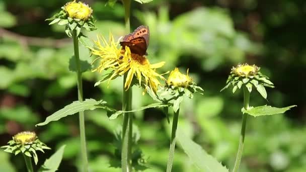 Kahverengi Kelebek Yabani Sarı Bitkilerle Nektarla Besleniyor — Stok video