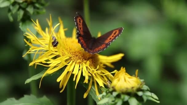 Kahverengi Kelebek Yabani Sarı Bitkilerle Nektarla Besleniyor — Stok video