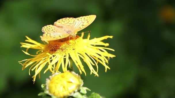 Barna Pillangó Táplálkozás Nektárral Vad Sárga Növények — Stock videók
