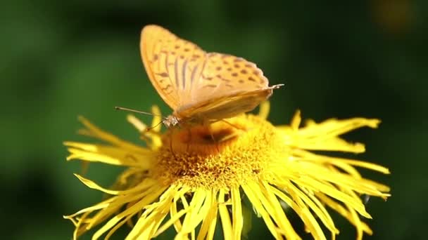 Brązowy Motyl Żywiący Się Nektarem Dziko Żółtych Roślinach — Wideo stockowe