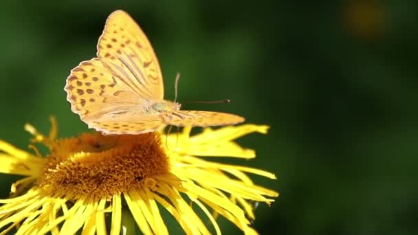 Коричневая Бабочка Питается Нектаром Диких Желтых Растениях — стоковое видео