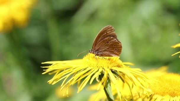 Papillon Brun Nourrissant Nectar Sur Des Plantes Jaunes Sauvages — Video