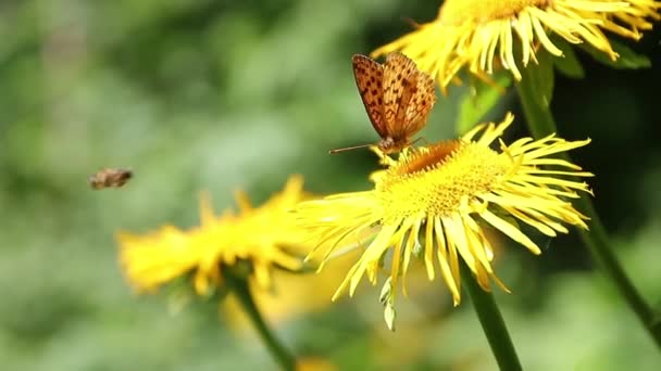 황갈색 나비가 야생노란 식물의 화밀을 — 비디오