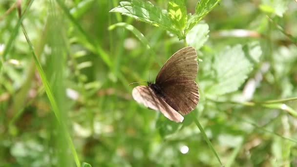 황갈색 나비가 야생노란 식물의 화밀을 — 비디오