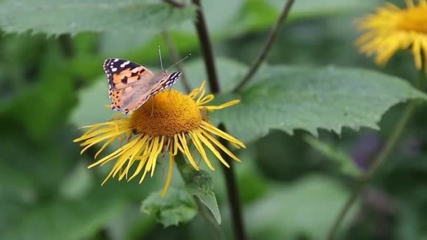 Bruine Vlinder Voeden Met Nectar Wilde Gele Planten — Stockvideo