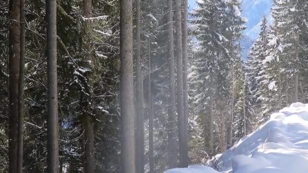 Neige Tombant Dans Les Bois Par Une Journée Ensoleillée Hiver — Video