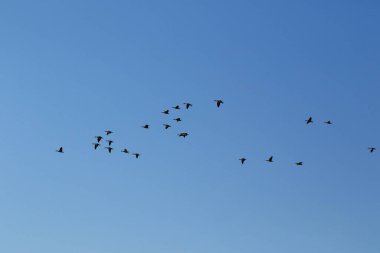 Mavi gökyüzünde vahşi kaz sürüsü