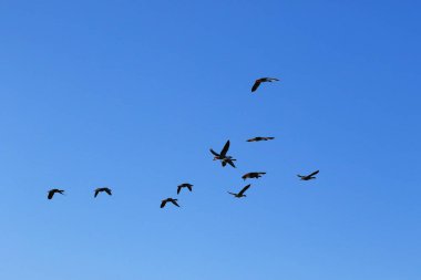 Mavi gökyüzünde vahşi kaz sürüsü