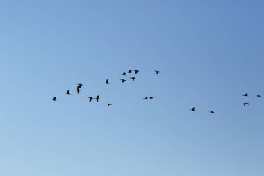 Mavi gökyüzünde vahşi kaz sürüsü