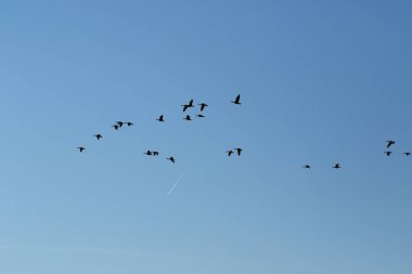 Mavi gökyüzünde vahşi kaz sürüsü