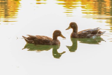 Almanya 'da Danube nehrinin yakınındaki gölde vahşi ördekler