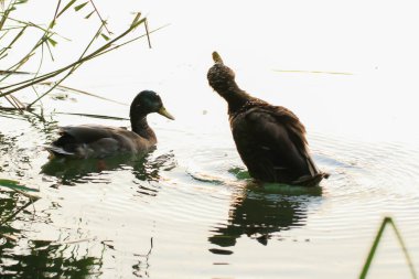 Almanya 'da Danube nehrinin yakınındaki gölde vahşi ördekler