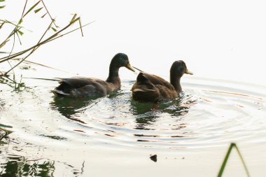 Almanya 'da Danube nehrinin yakınındaki gölde vahşi ördekler