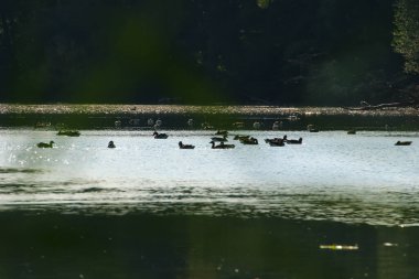 Yaban kazı akşam gölünde yüzerken altın ışık güzel su yüzeyine yansıyordu..