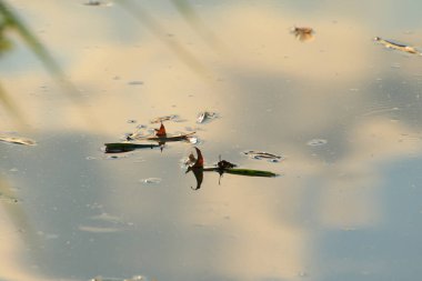 Nehir kıyısında suyun üzerinde yüzen sarı yaprak