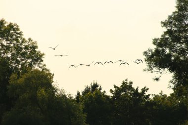Gün batımı gökyüzünde vahşi kaz sürüsü
