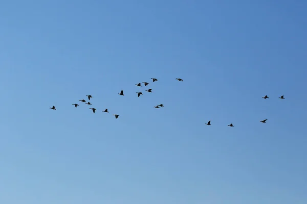Schwarm Von Wildgänsen Silhouette Auf Einem Blauen Himmel — Stockfoto