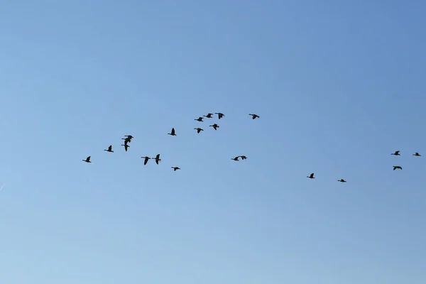 Schwarm Von Wildgänsen Silhouette Auf Einem Blauen Himmel — Stockfoto