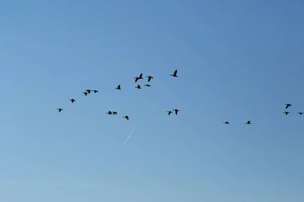 Flock Wild Geese Silhouette Blue Sky — Stock Photo, Image