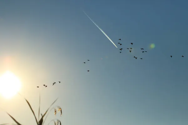 Schwarm Von Wildgänsen Silhouette Auf Einem Sonnenuntergang Himmel — Stockfoto