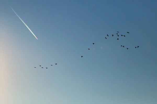 Flock Wild Geese Silhouette Sunset Sky — Stock Photo, Image