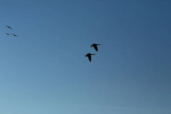 Flock Vilda Gäss Siluett Blå Himmel — Stockfoto