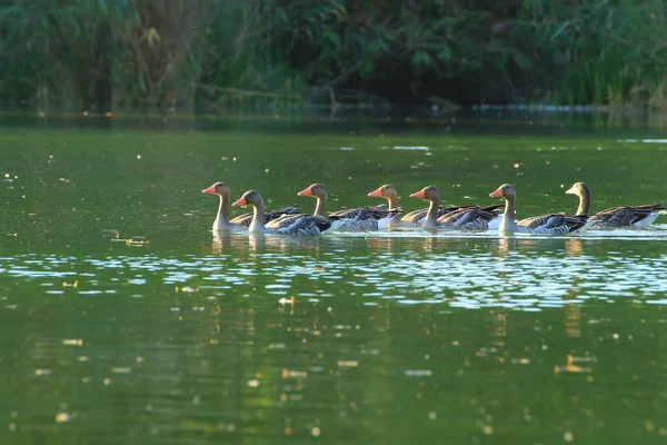 Wildenten Auf Dem See Nahe Der Donau Deutschland — Stockfoto