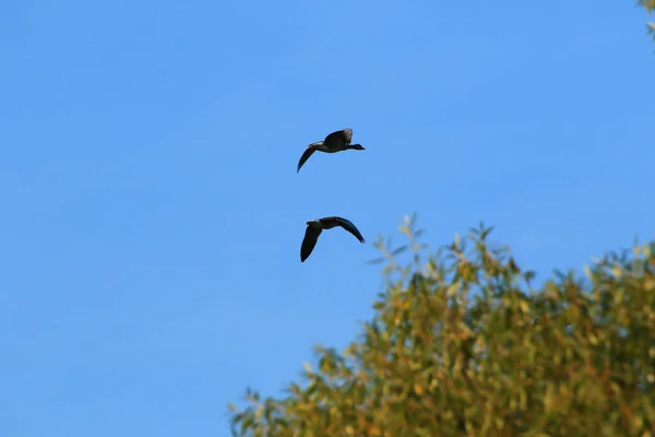 青い空に雁のシルエットの群れ — ストック写真