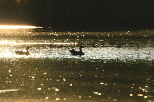 Yaban kazı akşam gölünde yüzerken altın ışık güzel su yüzeyine yansıyordu..