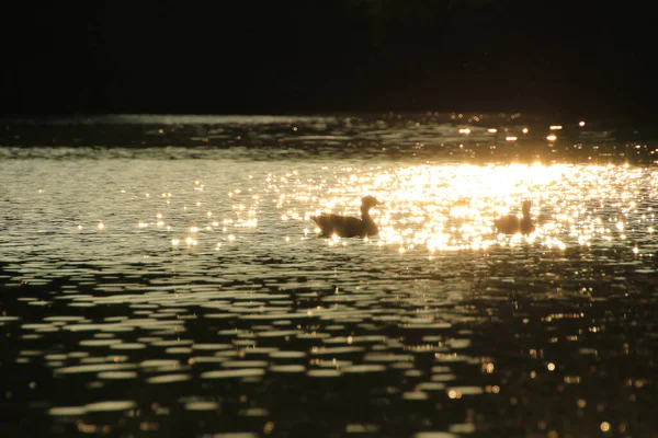 Yaban kazı akşam gölünde yüzerken altın ışık güzel su yüzeyine yansıyordu..