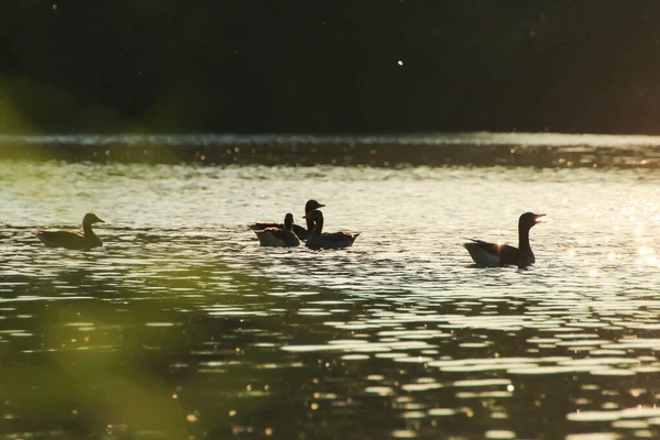 Oie Sauvage Flotte Dans Lac Soir Tandis Que Lumière Dorée — Photo