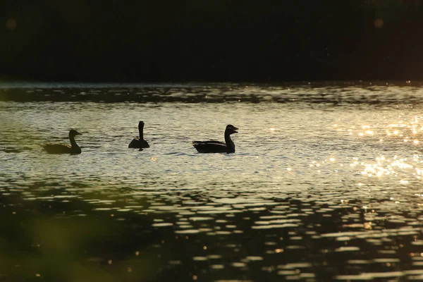 호수에는 거위들이 떠다니고 아름다운 표면에는 황금빛 반사된다 — 스톡 사진
