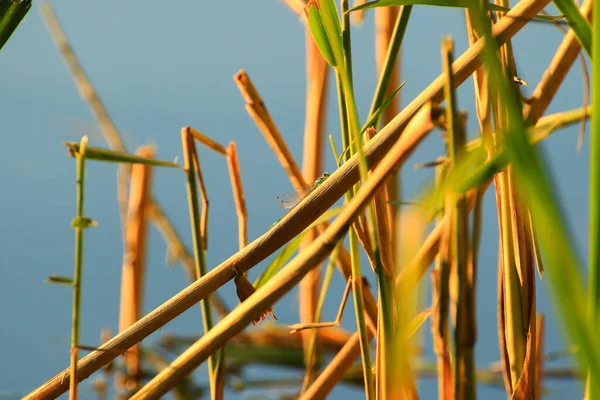 Boombladeren Gras Bij Rivier — Stockfoto