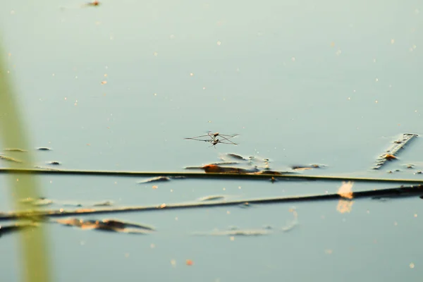 Mosquito Floating Lake Water — Stock Photo, Image