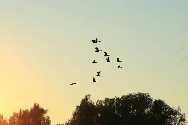 Schwarm Von Wildgänsen Silhouette Auf Einem Sonnenuntergang Himmel — Stockfoto