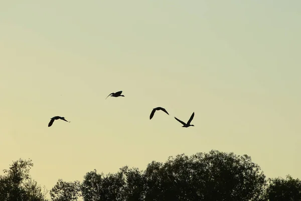 Bandada Gansos Salvajes Silueta Cielo Atardecer — Foto de Stock