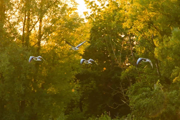 Regensburg, Almanya: Tuna nehrinin kıyısında yaban kazı yüzüyor