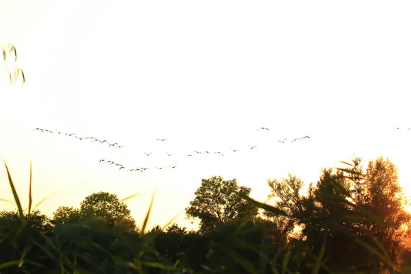 Flock Wild Geese Silhouette Sunset Sky — Stock Photo, Image