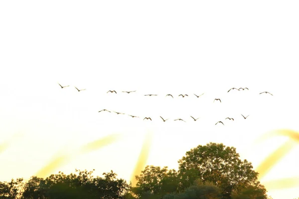 夕焼け空に雁のシルエットの群れ — ストック写真