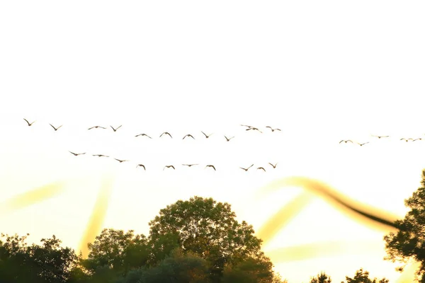 夕阳西下的天空中 一群野鹅的轮廓 — 图库照片
