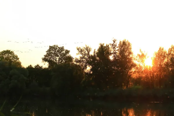 Kudde Wilde Ganzen Silhouet Een Zonsondergang Hemel — Stockfoto