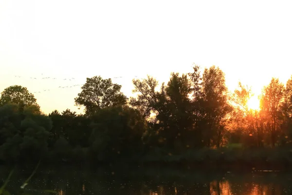 Kudde Wilde Ganzen Silhouet Een Zonsondergang Hemel — Stockfoto