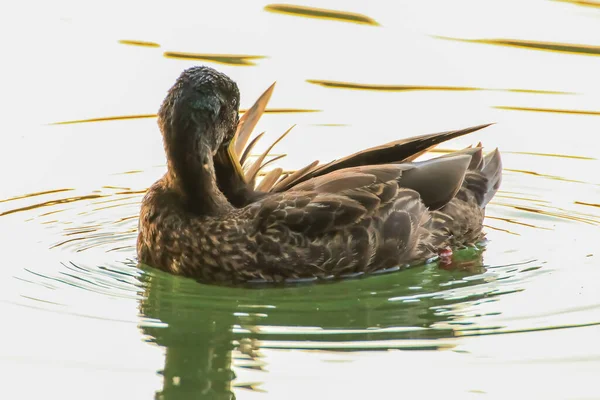 Wilde Eenden Het Meer Bij Danube Duitsland — Stockfoto