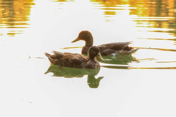 Almanya Danube Nehrinin Yakınındaki Gölde Vahşi Ördekler — Stok fotoğraf