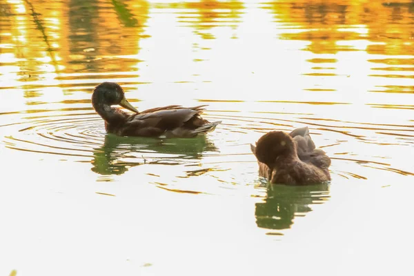 Wild Ducks Lake Danube River Germany — Stock Photo, Image