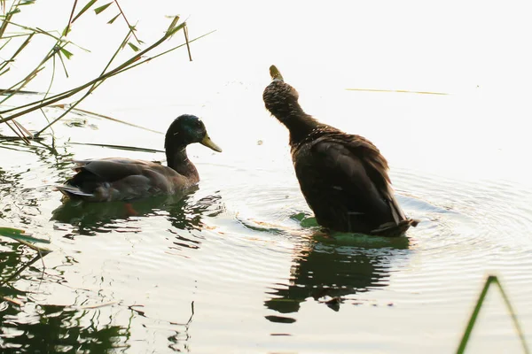 Almanya 'da Danube nehrinin yakınındaki gölde vahşi ördekler