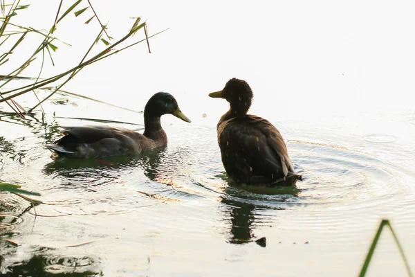 Anatre Selvatiche Sul Lago Vicino Fiume Danube Germania — Foto Stock