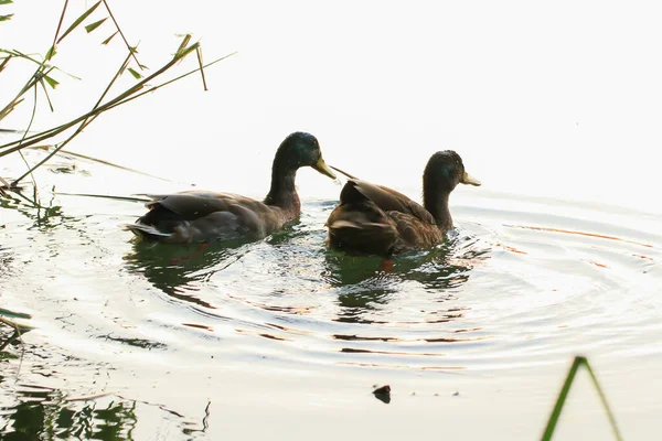 Almanya 'da Danube nehrinin yakınındaki gölde vahşi ördekler