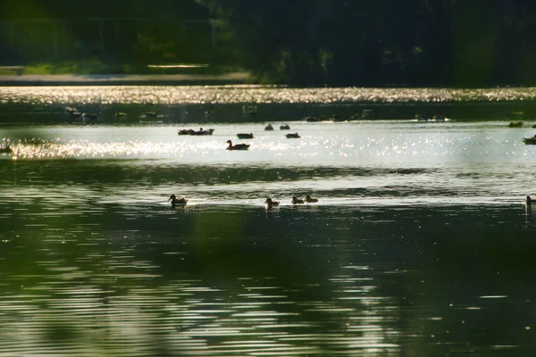 Oca Selvatica Galleggia Nel Lago Della Sera Mentre Luce Dorata — Foto Stock