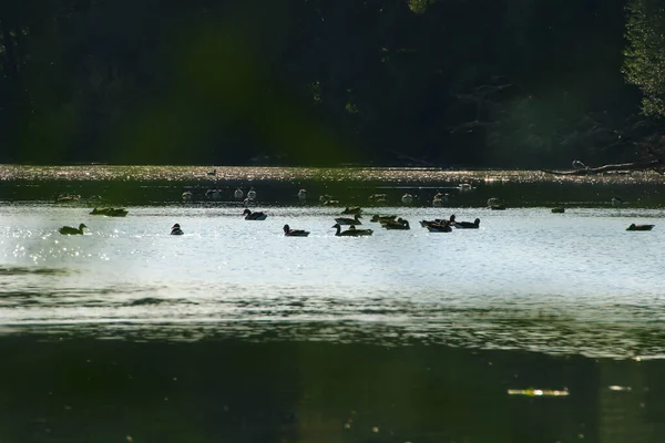 Yaban kazı akşam gölünde yüzerken altın ışık güzel su yüzeyine yansıyordu..